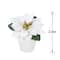 2.5" Premade White Velvet Poinsettia in White Terracotta Pot by Ashland®